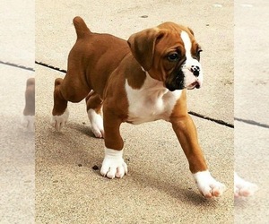 Boxer Litter for sale in VICTORIA, TX, USA