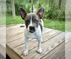 Mutt Dogs for adoption in Mooresville, NC, USA