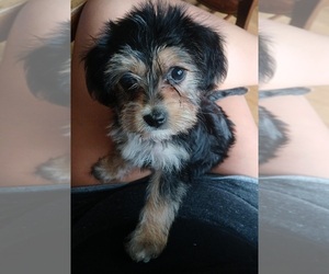 Dachshund-Dorkie Mix Puppy for sale in BURLINGTON, MA, USA