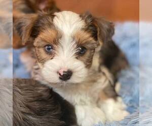 Biewer Terrier Puppy for sale in OTTAWA, KS, USA