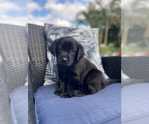 Labrador Retriever Puppy for sale in STUART, FL, USA