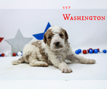 Small Photo #1 Goldendoodle Puppy For Sale in MIDDLESEX, NC, USA