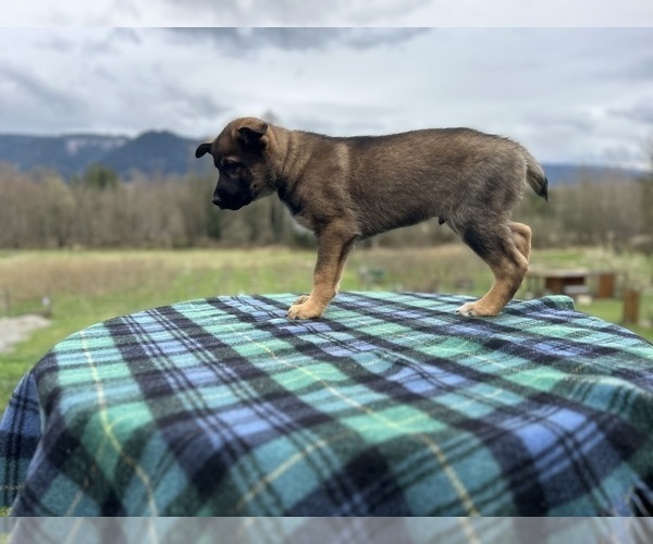 Medium Photo #8 Australian Shepherd-German Shepherd Dog Mix Puppy For Sale in DEMING, WA, USA