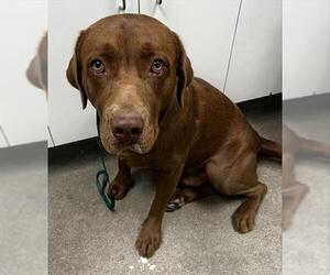 Labrador Retriever Dogs for adoption in HESPERIA, CA, USA