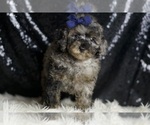 Small #3 Poodle (Toy)