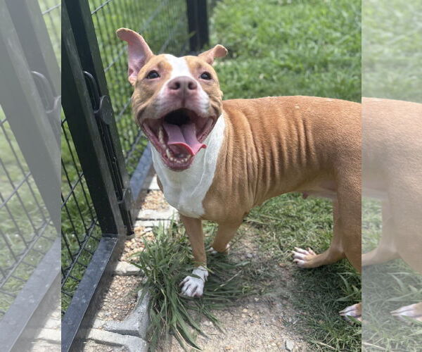 Medium Photo #5 American Pit Bull Terrier-Unknown Mix Puppy For Sale in Virginia Beach, VA, USA