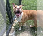 Small #4 American Pit Bull Terrier Mix