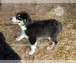 Small #1 Australian Shepherd