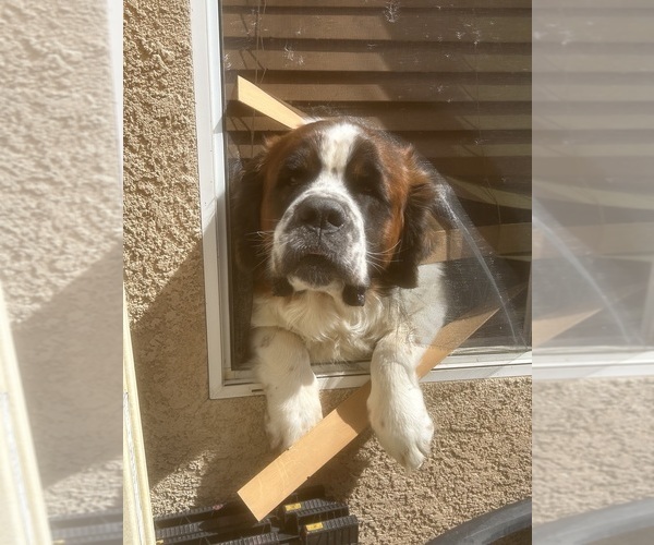 Medium Photo #1 Saint Bernard Puppy For Sale in BAKERSFIELD, CA, USA