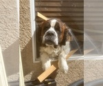 Small Photo #1 Saint Bernard Puppy For Sale in BAKERSFIELD, CA, USA