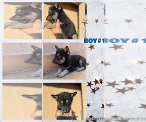 Belgian Malinois-Unknown Mix Puppy for sale in PERRIS, CA, USA