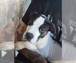 Small #1 American Staffordshire Terrier-Staffordshire Bull Terrier Mix