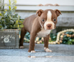 Puppy Flynn Boston Terrier