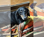 Small #1 Dachshund