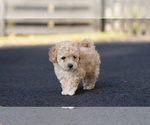 Small #2 Bichpoo-Maltipoo Mix
