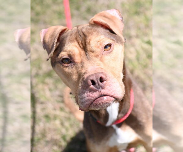 Medium Photo #4 Mutt Puppy For Sale in Glen Allen, VA, USA