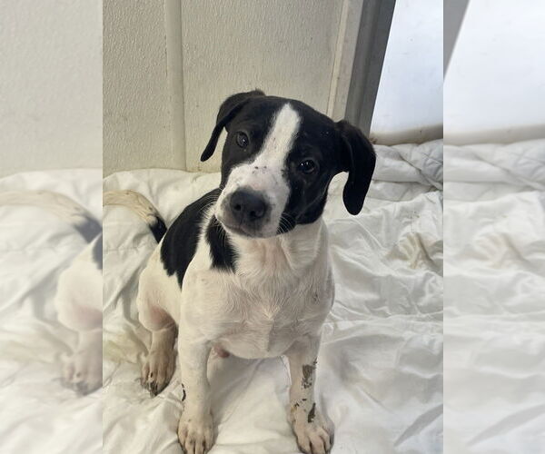 Medium Photo #1 Labrador Retriever-Unknown Mix Puppy For Sale in Bolivar, MO, USA