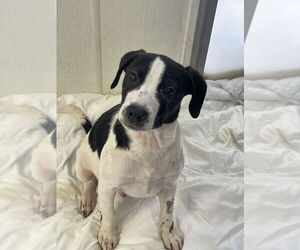 Labrador Retriever-Unknown Mix Dogs for adoption in Bolivar, MO, USA