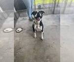 Small #2 Mutt