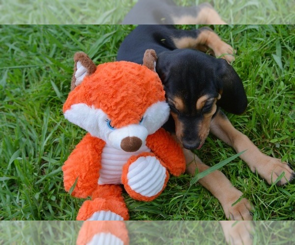 Medium Photo #9 Bloodhound Puppy For Sale in CORNING, AR, USA