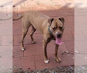 Frankie - Female American Staffordshire Terrier-Unknown Mix Dog for Adoption - Photo #17