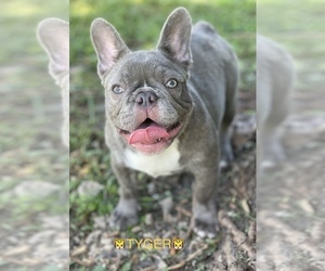 French Bulldog Puppy for sale in MIAMI, FL, USA