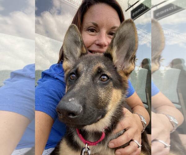 Medium Photo #6 German Shepherd Dog Puppy For Sale in Gretna, NE, USA