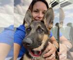 Small #5 German Shepherd Dog