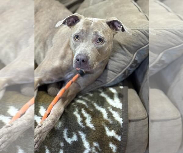 Medium Photo #4 Mutt Puppy For Sale in Incline Village, NV, USA