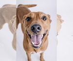 Small #6 Labrador Retriever Mix
