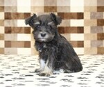 Small #3 Schnauzer (Miniature)