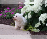 Small #2 Bichon Frise
