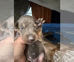 Puppy 2 blues Doberman Pinscher