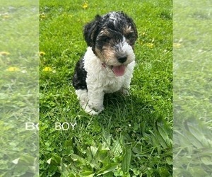 Wire Fox Terrier Puppy for Sale in MUNCIE, Indiana USA