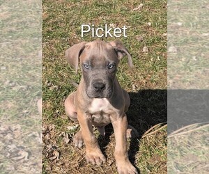 Great Dane Puppy for sale in ENGLISH, IN, USA
