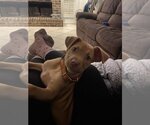 Small Photo #6 Labrador Retriever-Unknown Mix Puppy For Sale in Rosenberg, TX, USA