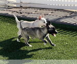 Small #14 Huskies  Mix
