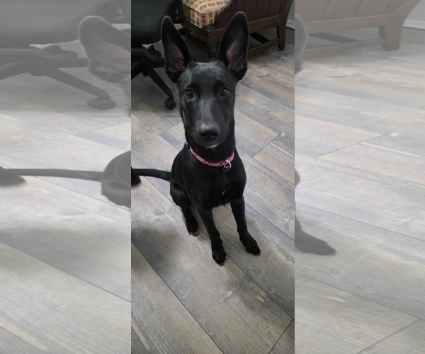 Medium Photo #6 Mutt Puppy For Sale in Stevens Point, WI, USA