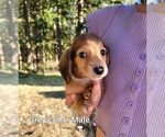 Puppy Grey Collar Dachshund