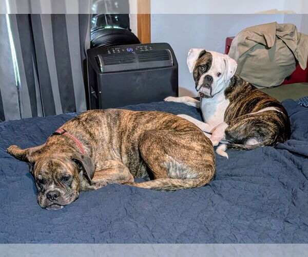 Medium Photo #3 Boxer Puppy For Sale in Woodbury, MN, USA