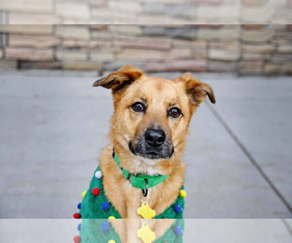 Medium Photo #2 Mutt Puppy For Sale in Sandy, UT, USA
