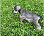 Small #2 Schnauzer (Miniature)