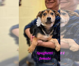 Spaghetti - Female German Shepherd Dog-Unknown Mix Dog for Adoption - Photo #3