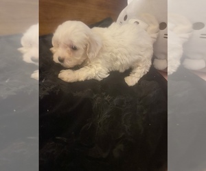 Maltipoo-Poodle (Miniature) Mix Puppy for sale in VENETA, OR, USA