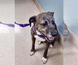 American Staffordshire Terrier-Unknown Mix Dogs for adoption in Newton, NC, USA