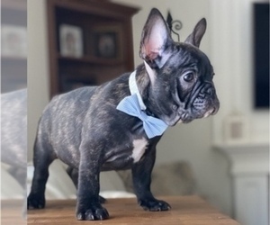 French Bulldog Puppy for sale in AGUA DULCE, CA, USA