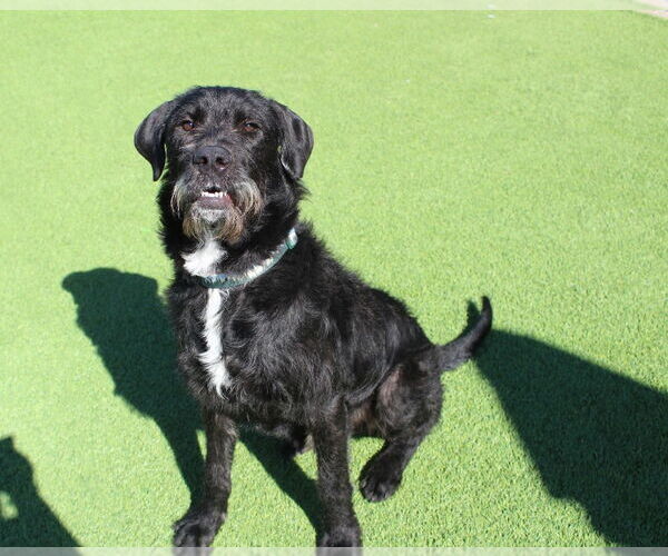 Medium Photo #3 Mutt Puppy For Sale in Chestertown, MD, USA