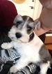 Small Photo #1 Schnauzer (Miniature) Puppy For Sale in TURLOCK, CA, USA