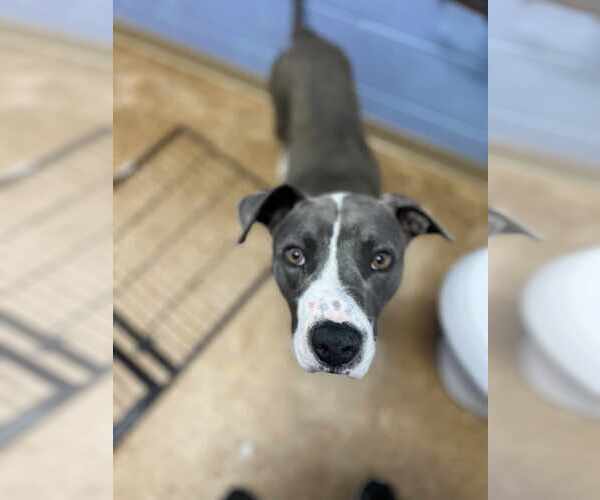 Medium Photo #10 Boxer-Unknown Mix Puppy For Sale in Orangeburg, SC, USA