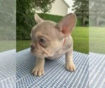 Small Photo #8 French Bulldog Puppy For Sale in BREMEN, IN, USA